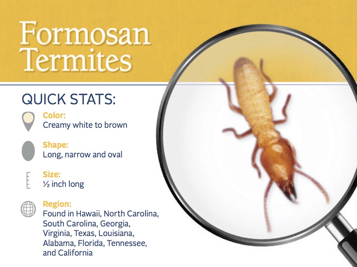 Treatment And Prevention Of Termites In Louisiana