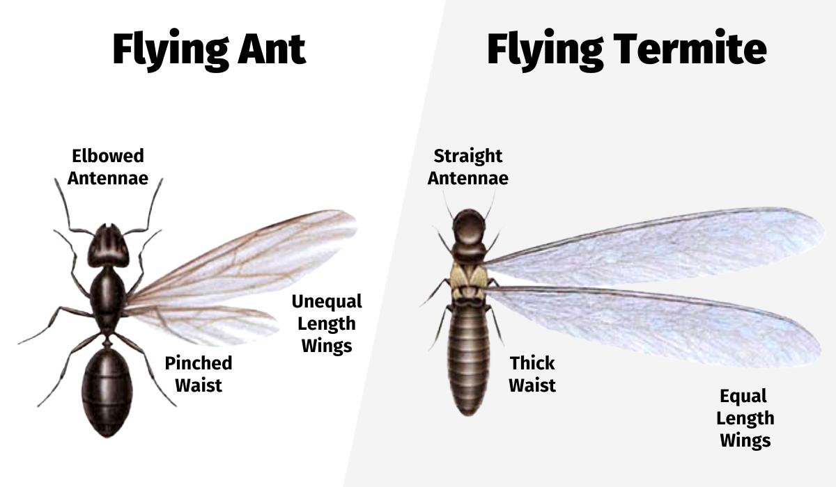 Treatment For Flying Termites