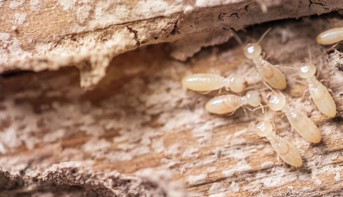 Treatment For Termites In Washington