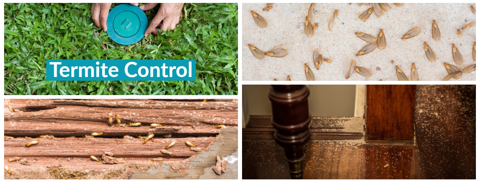 Treatment Of Termites