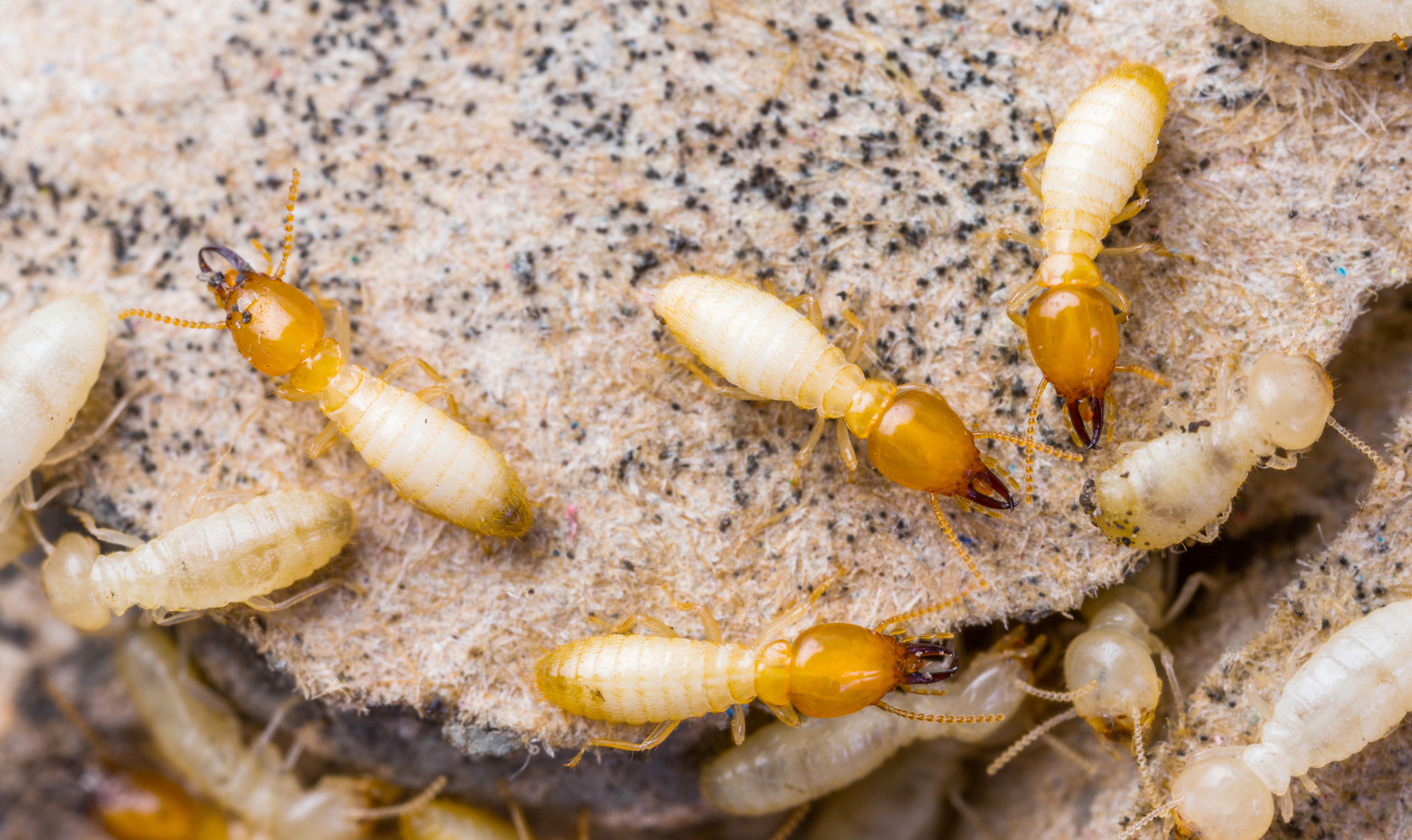 Treatment Of Termites In Connecticut