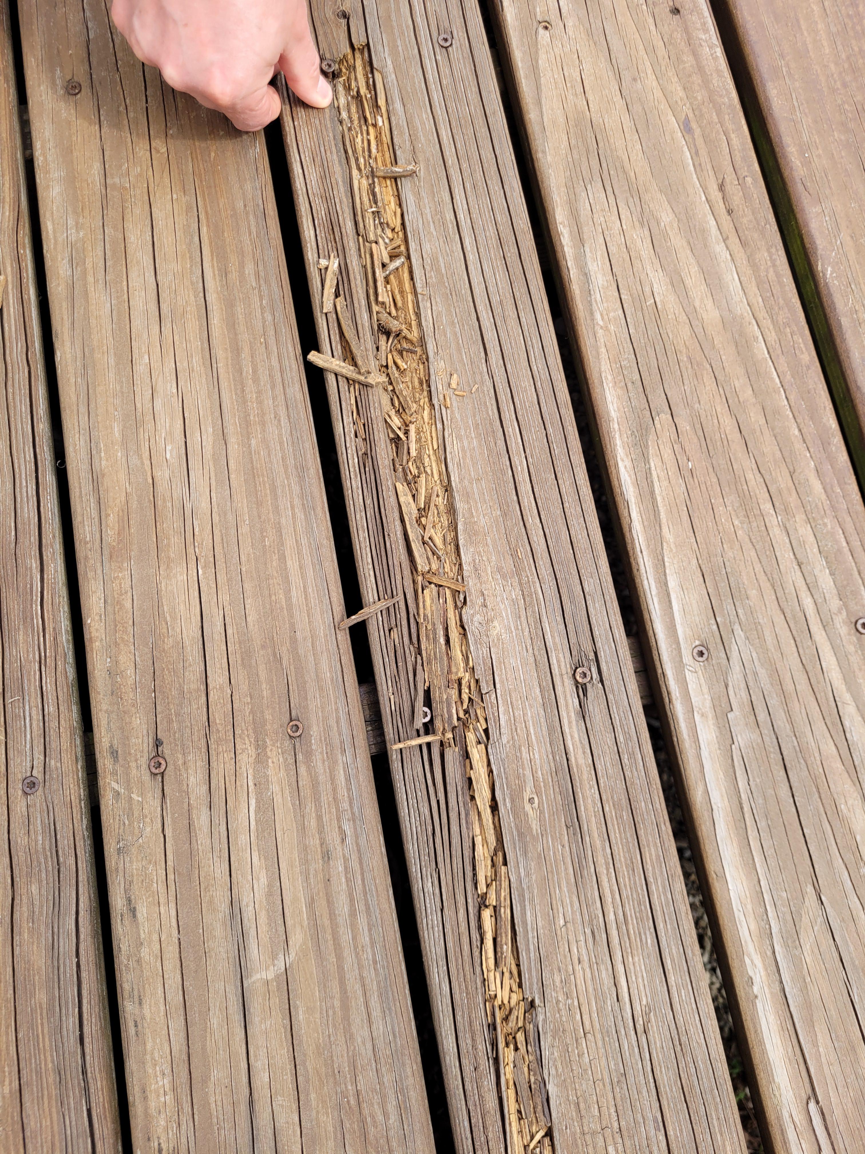 Treatment Of Termites In Decks