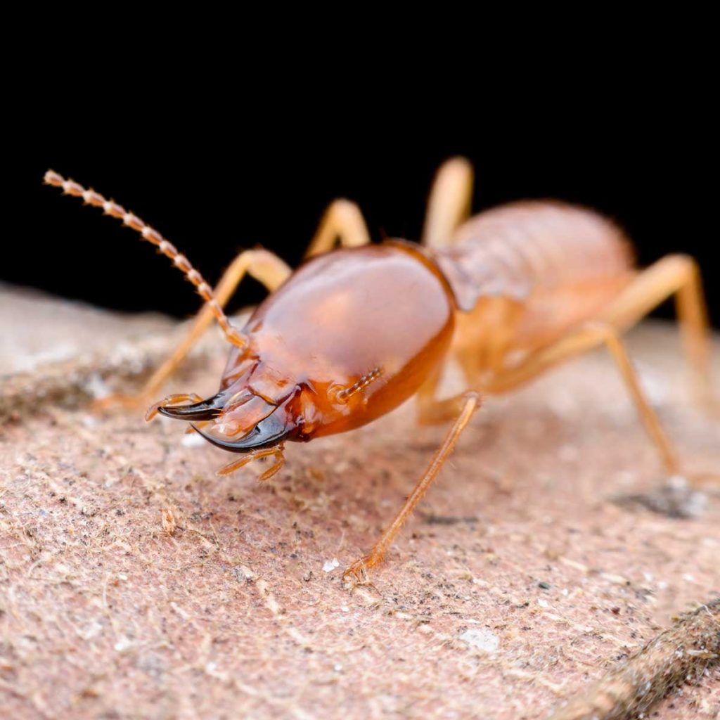 Treatment Of Termites In Kansas