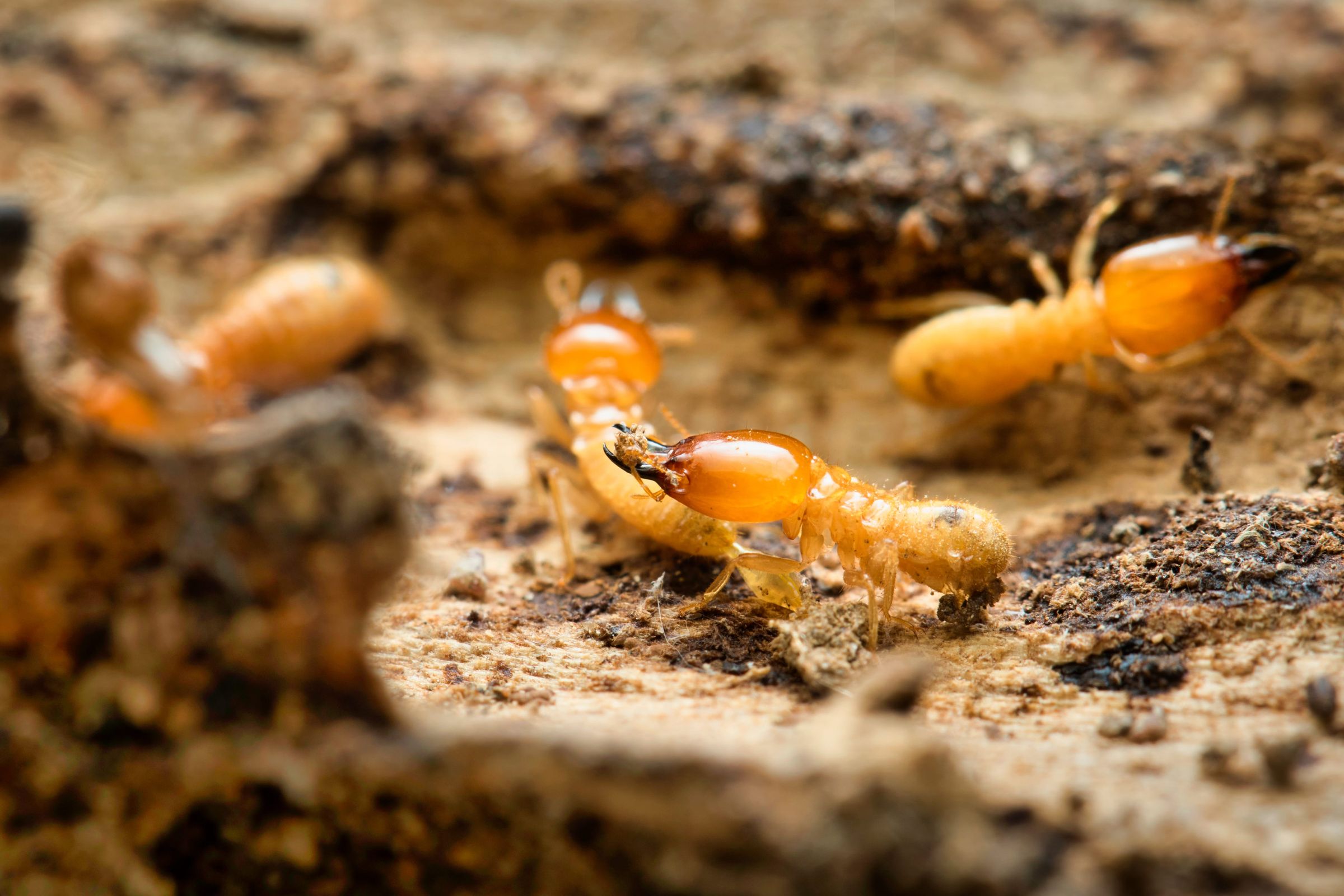 Treatment Of Termites In New York