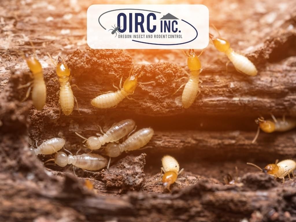 Treatment Of Termites In Oregon