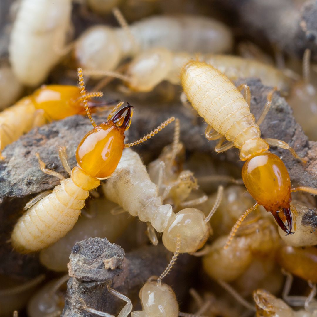 Treatment Of Termites In Pennsylvania