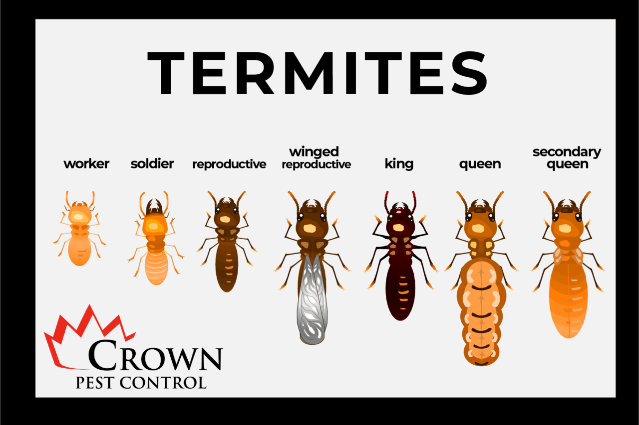 Treatment Of Termites In South Carolina