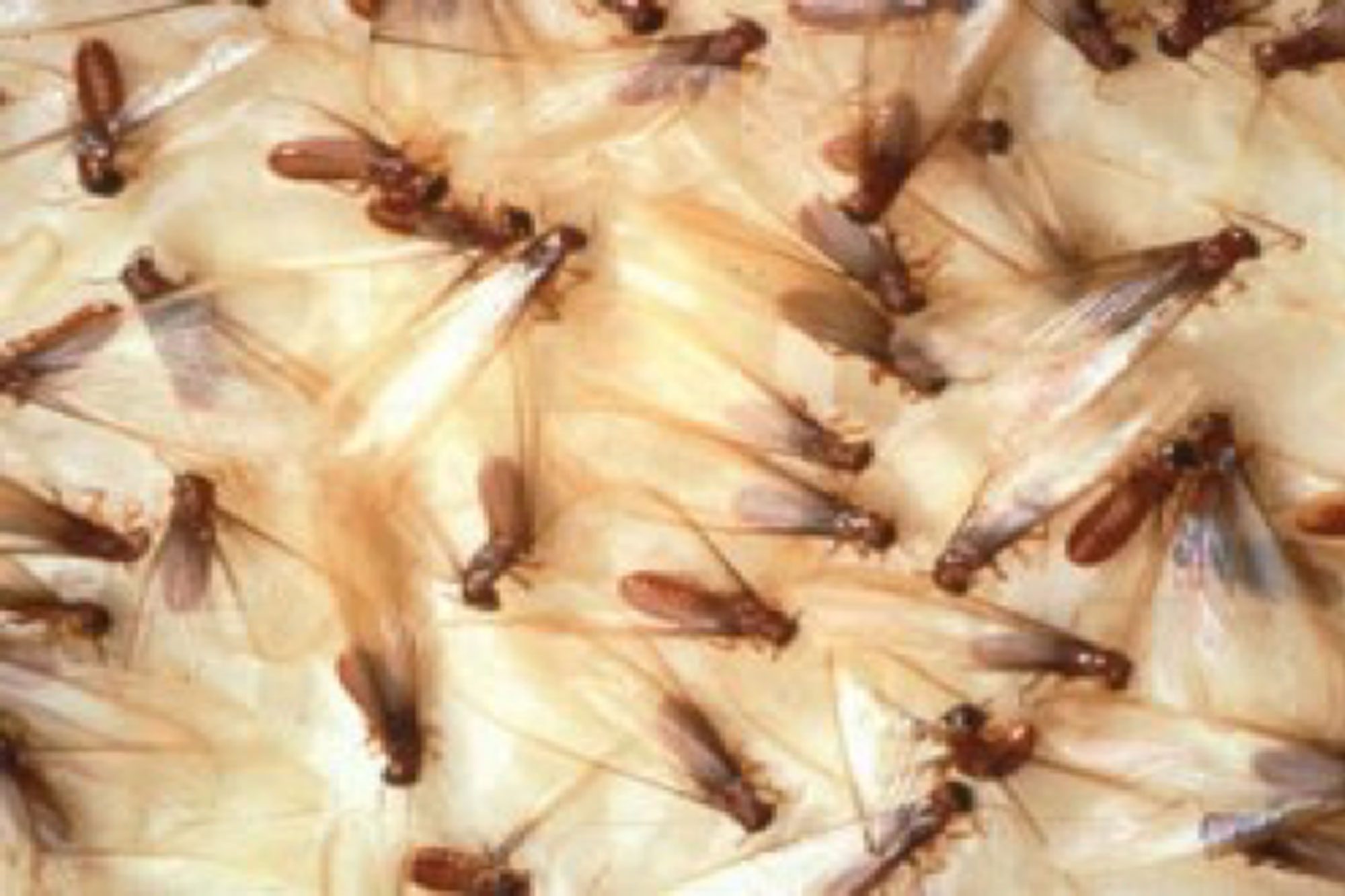 Treatment Of Termites In Tampa
