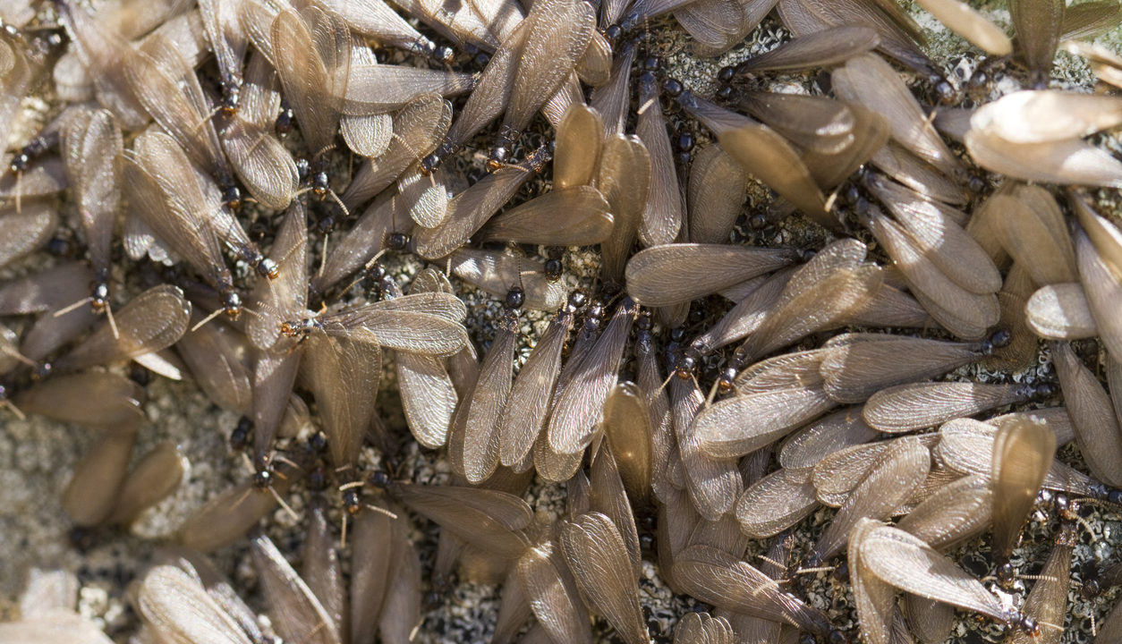 Treatment Of Termites On Long Island