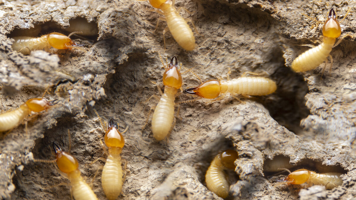 Treatment Options For Drywood Termites In Florida