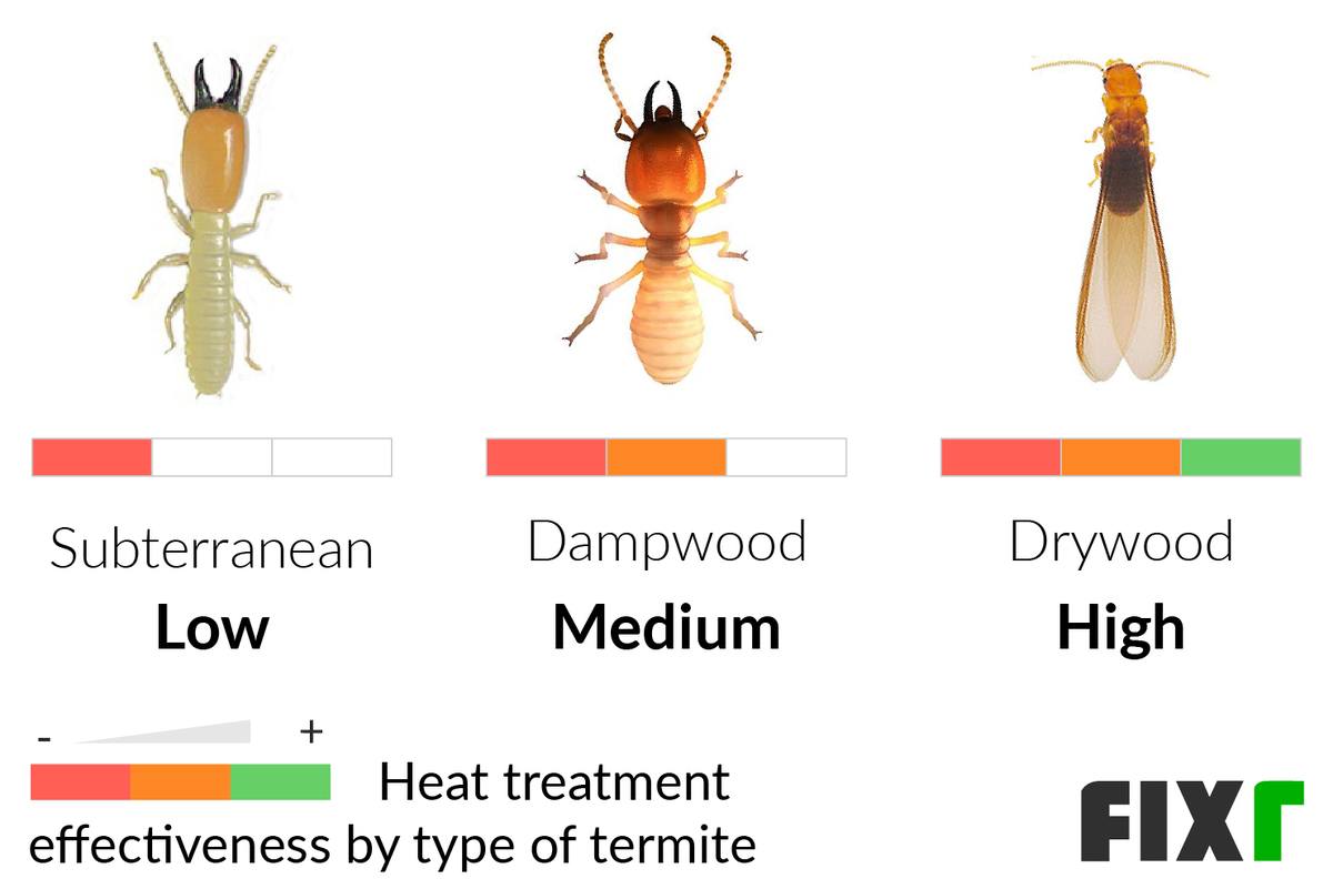 Treatment Options For Termites In Chicago