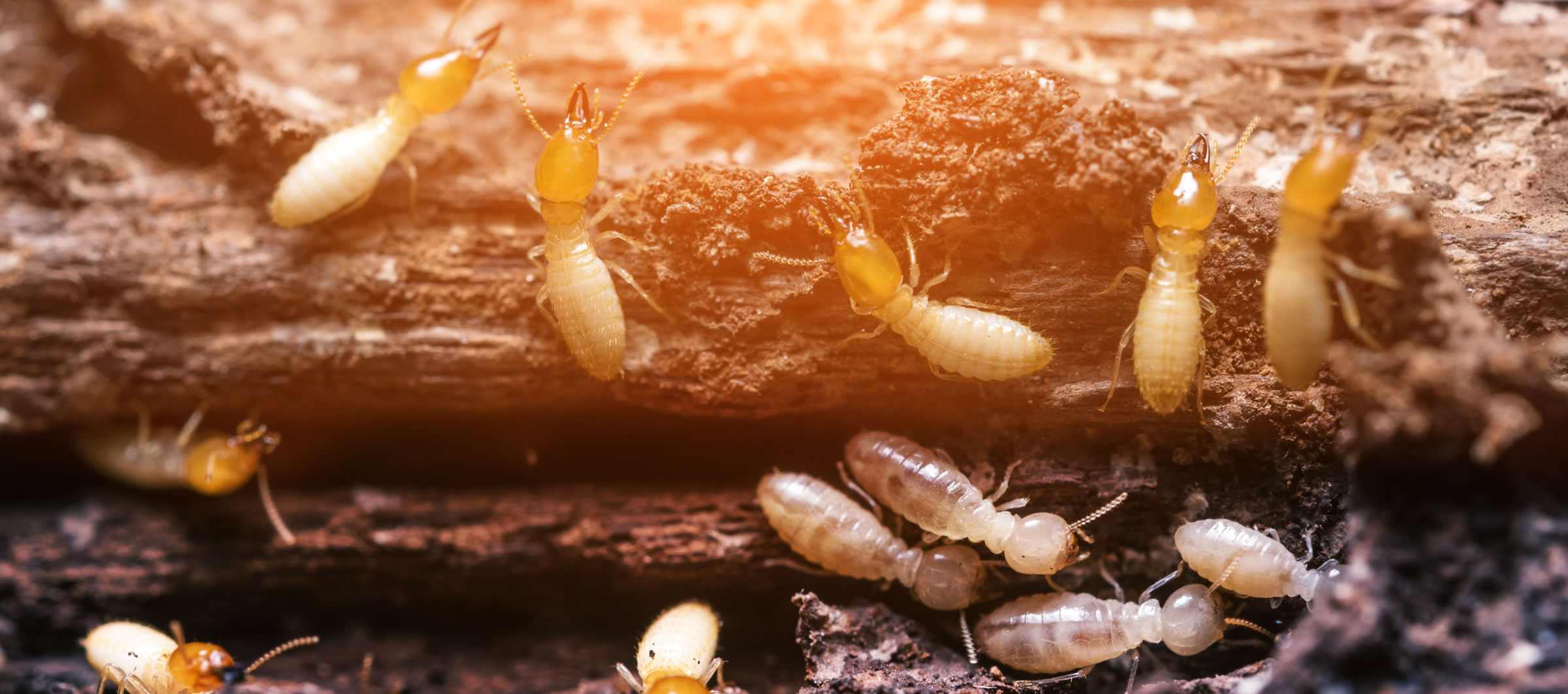 Types Of Nematodes Used To Control Termites