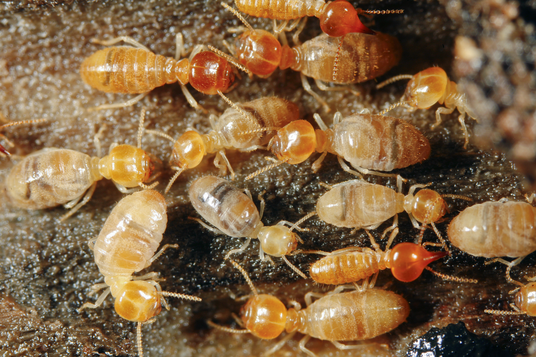 Types Of Termites Found In Maryland