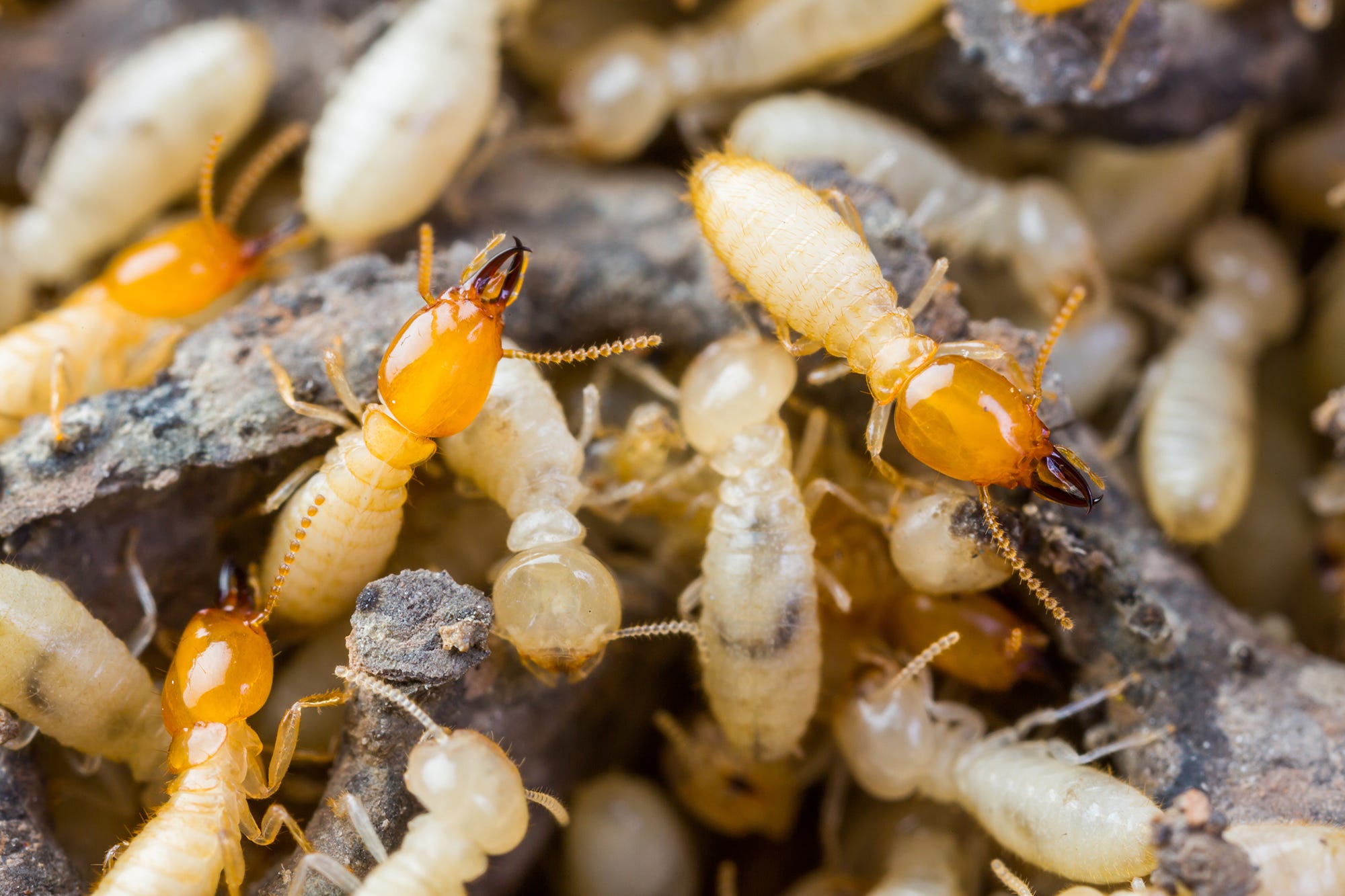 Types Of Termites Found In Michigan