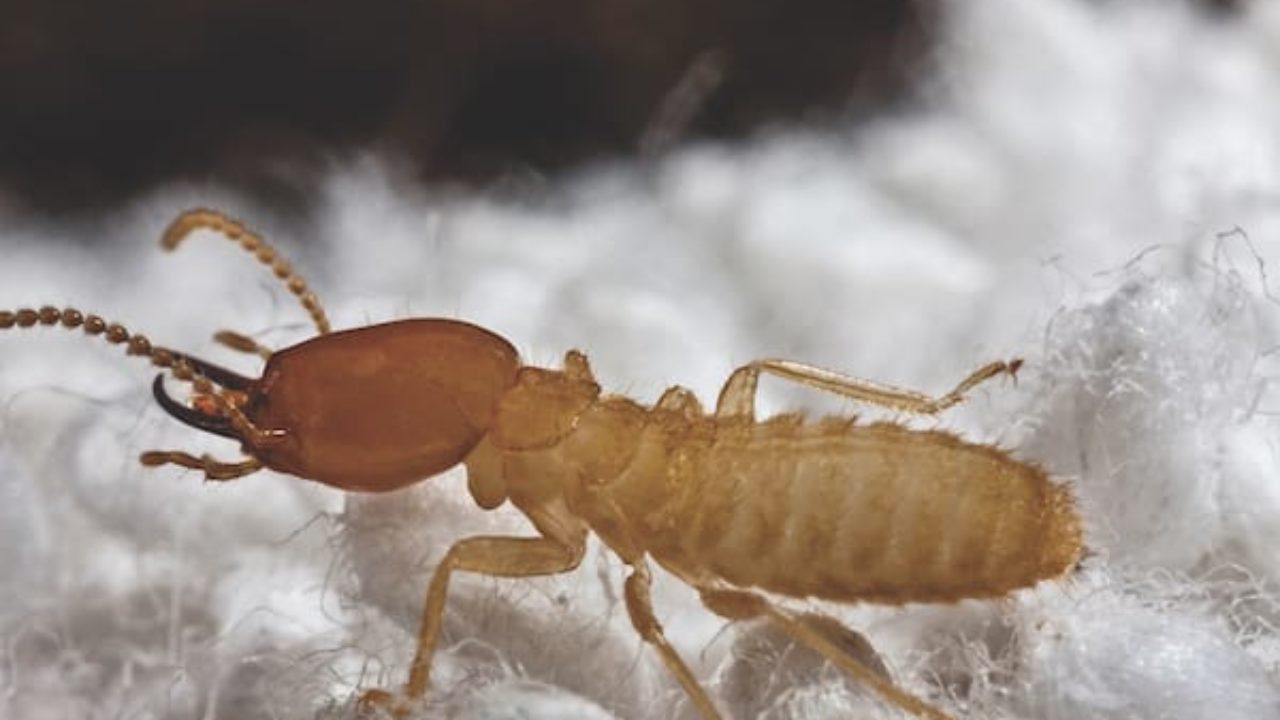 Types Of Termites Found In South Carolina