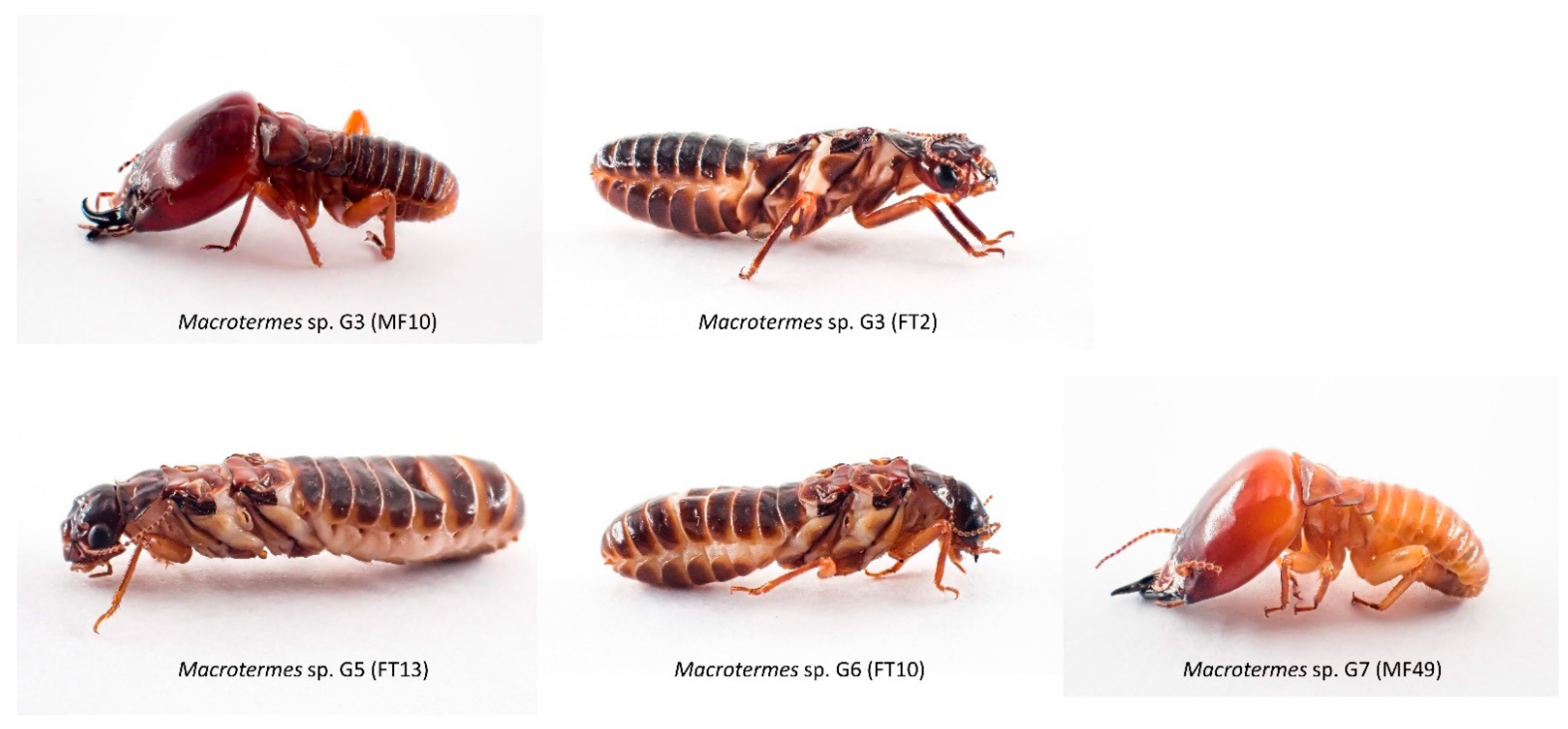 Types Of Termites In Africa