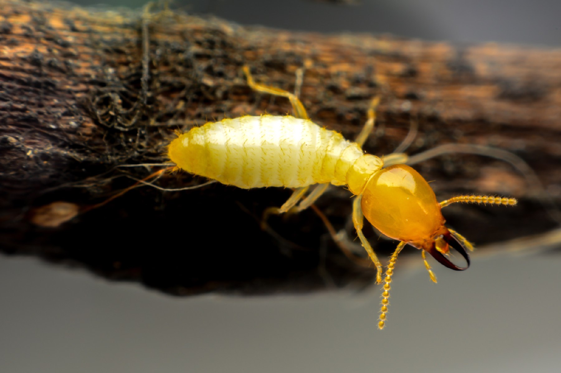 Types Of Termites In Alaska