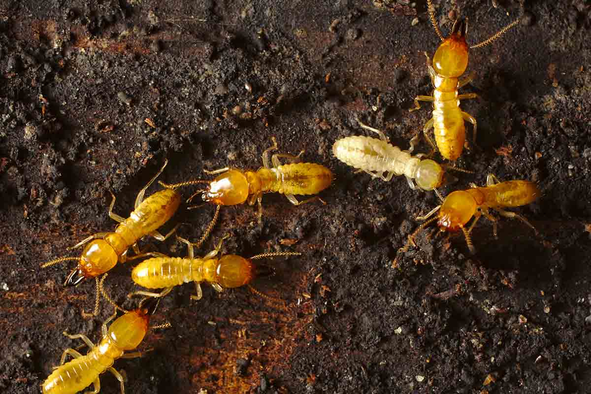 Types Of Termites In Chicago