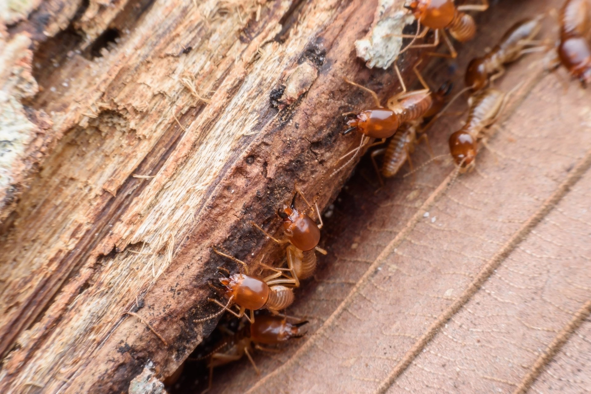 Types Of Termites In Connecticut