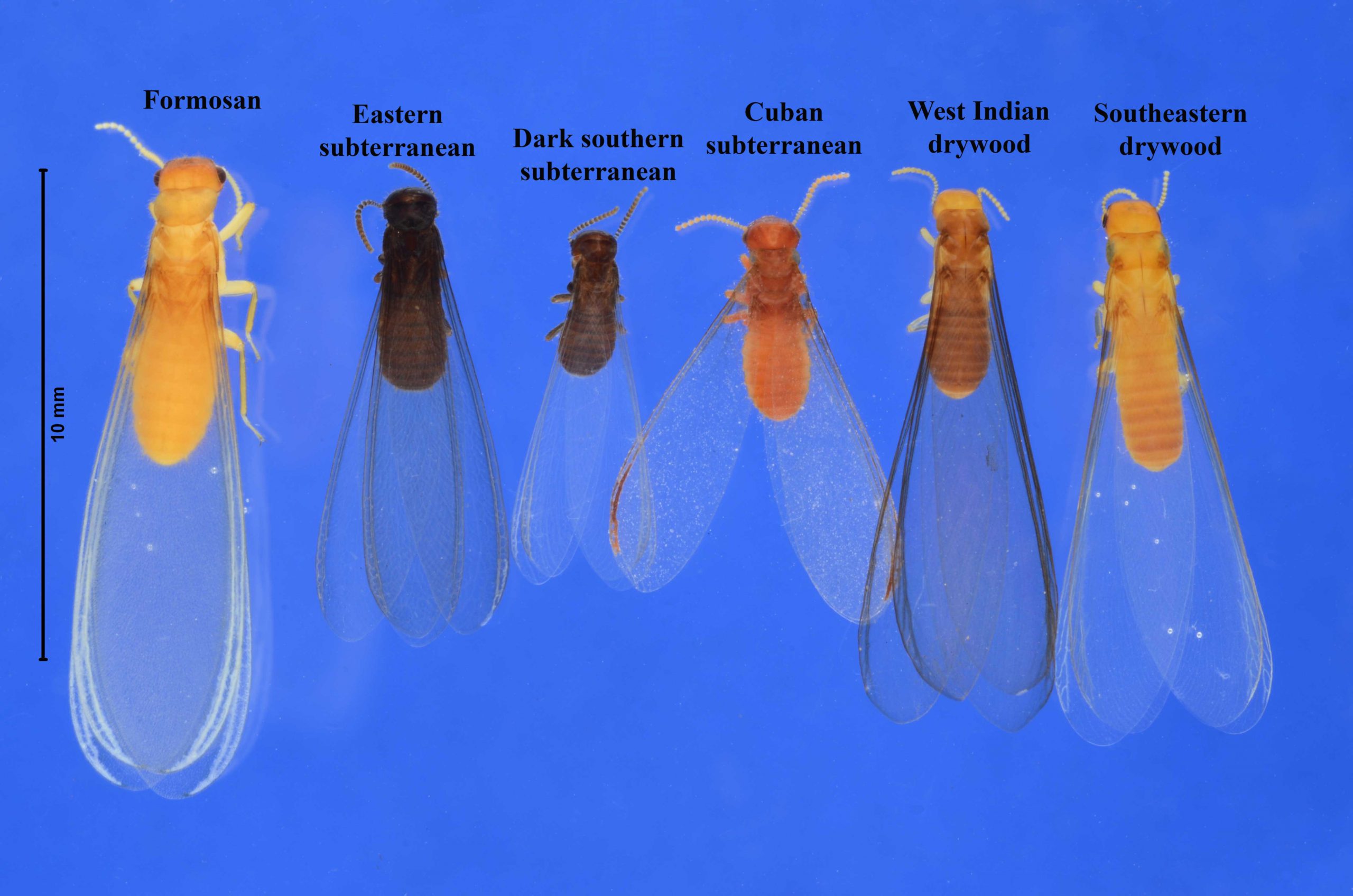 Types Of Termites In Florida