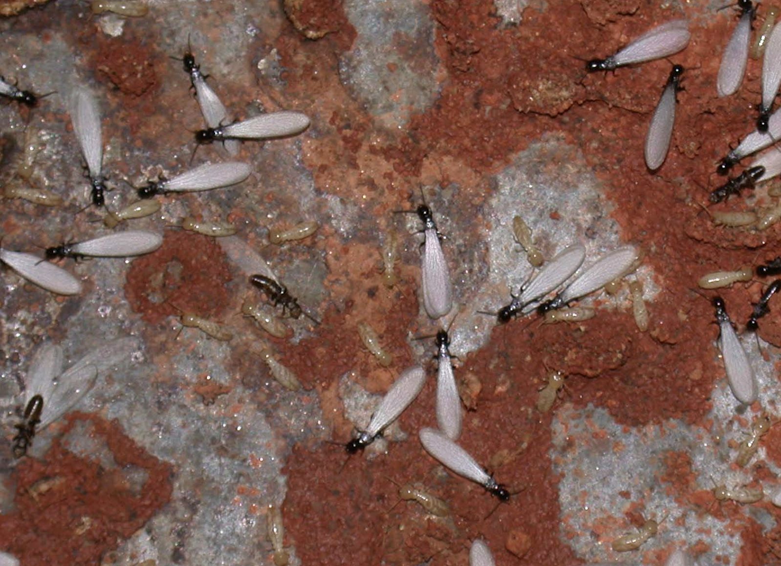 Types Of Termites In Georgia