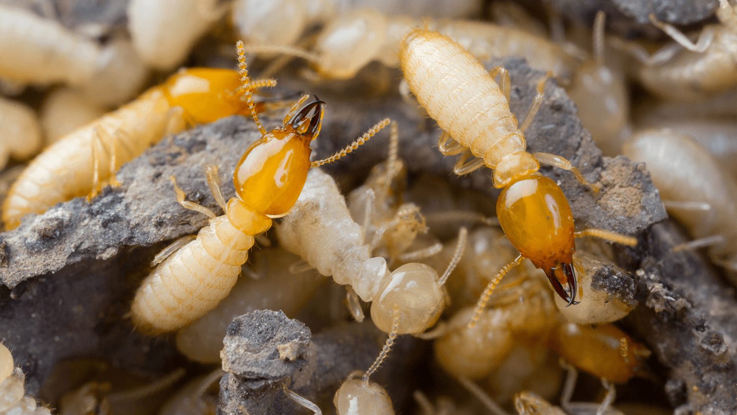 Types Of Termites In Hawaii