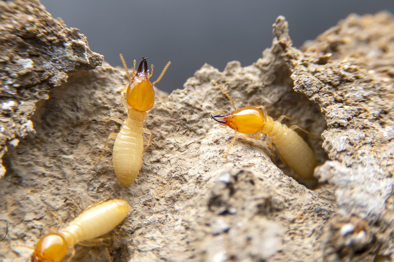 Types Of Termites In Indiana