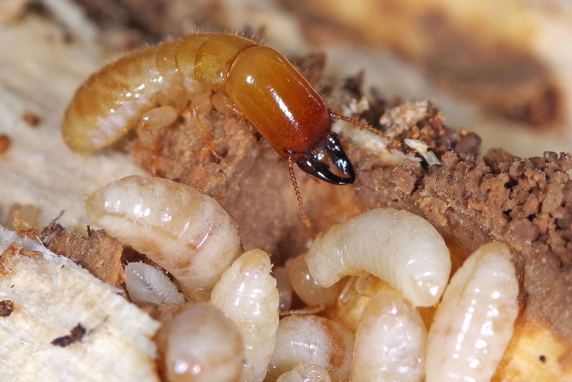 Types Of Termites In Iowa