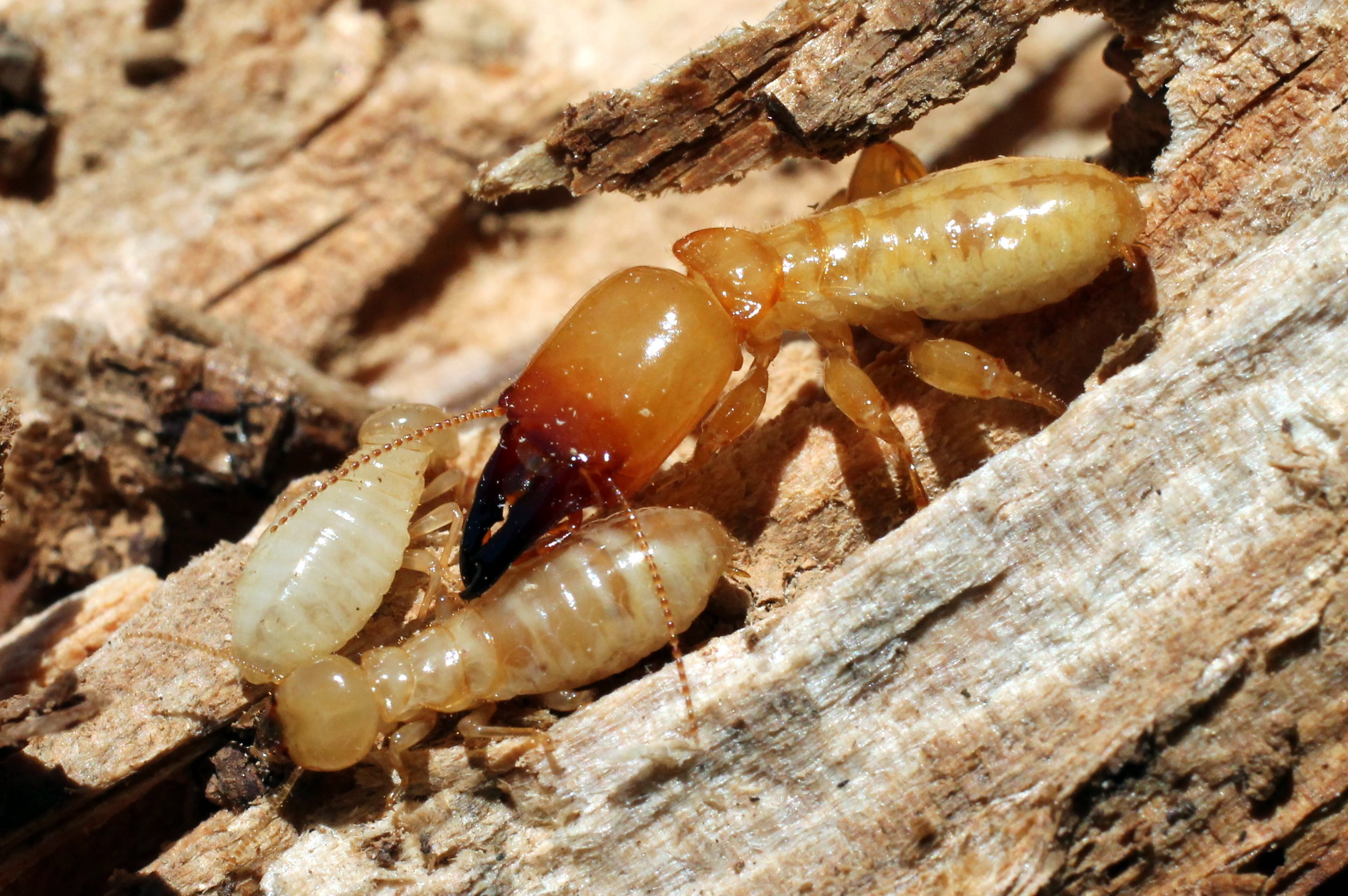 Types Of Termites In Los Angeles