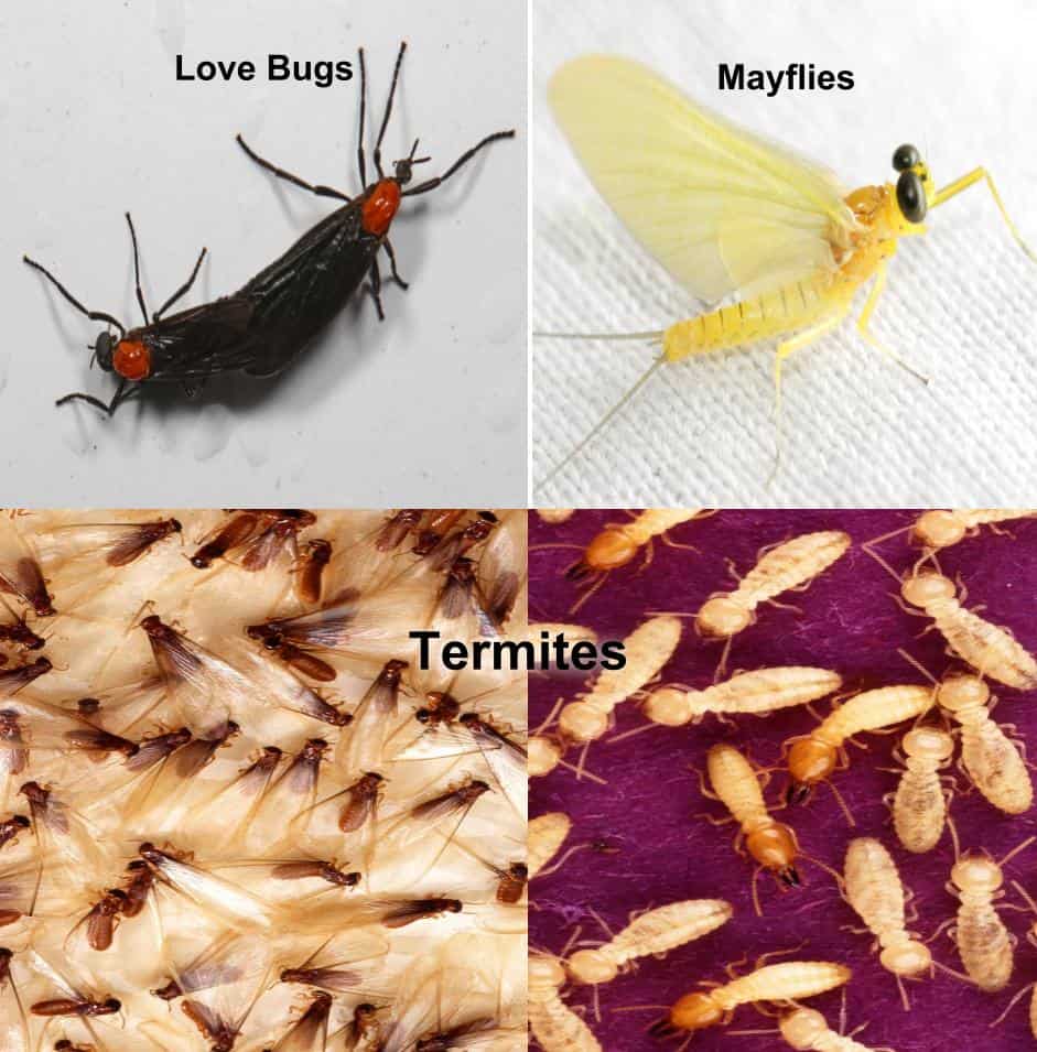 Types Of Termites In Louisiana