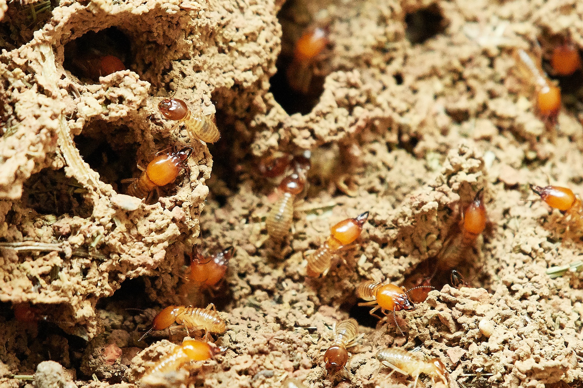 Types Of Termites In Massachusetts