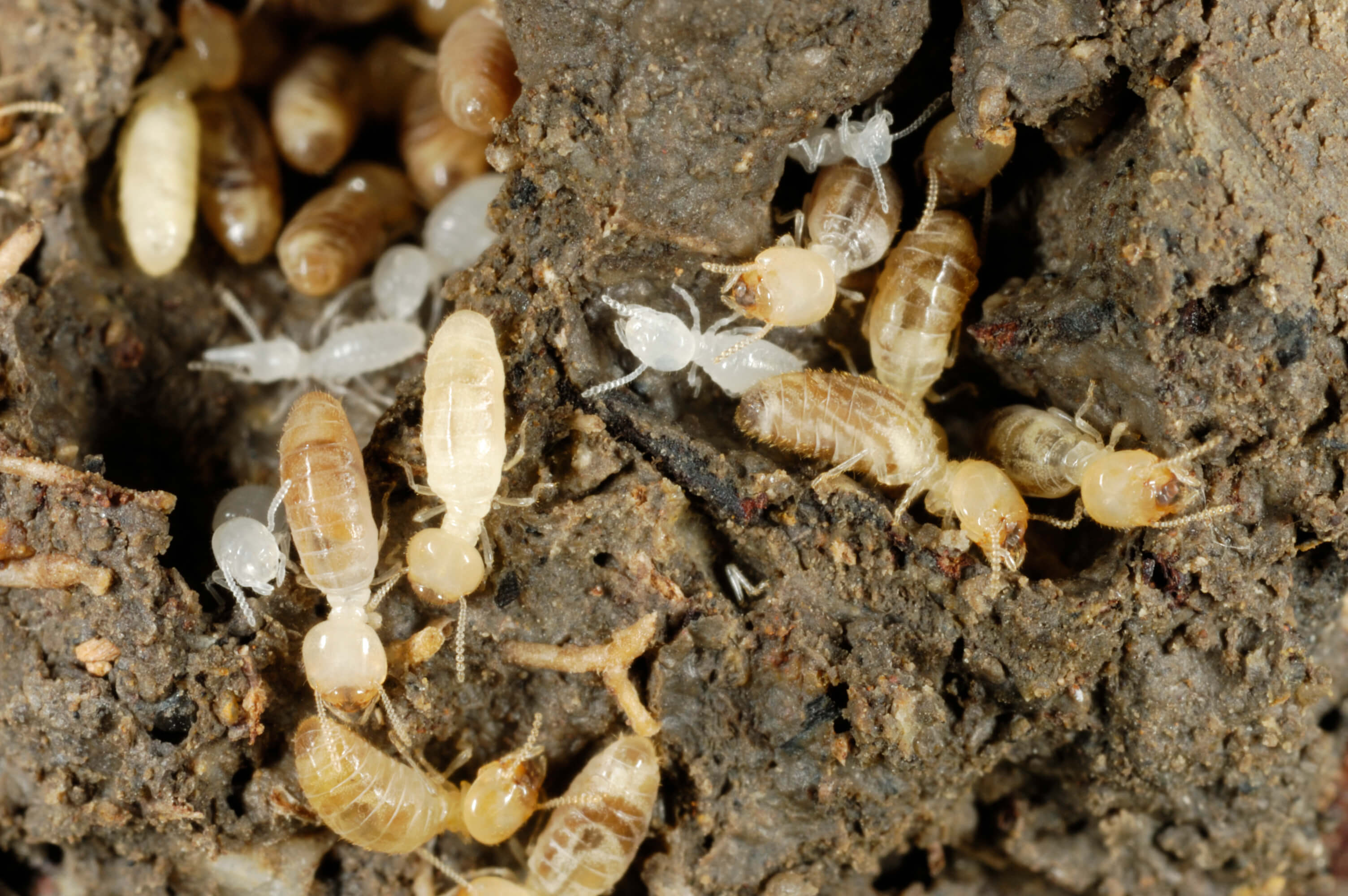 Types Of Termites In Nc