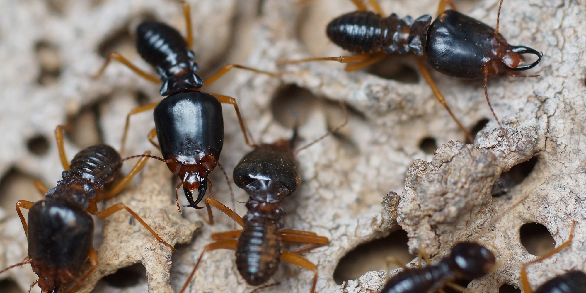 Types Of Termites In New Mexico