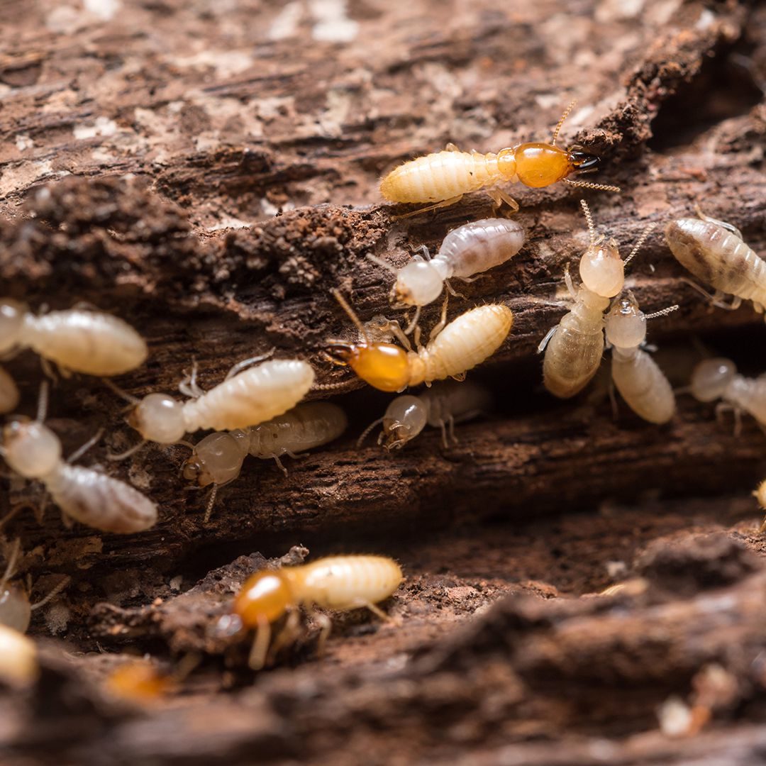Types Of Termites In Pennsylvania