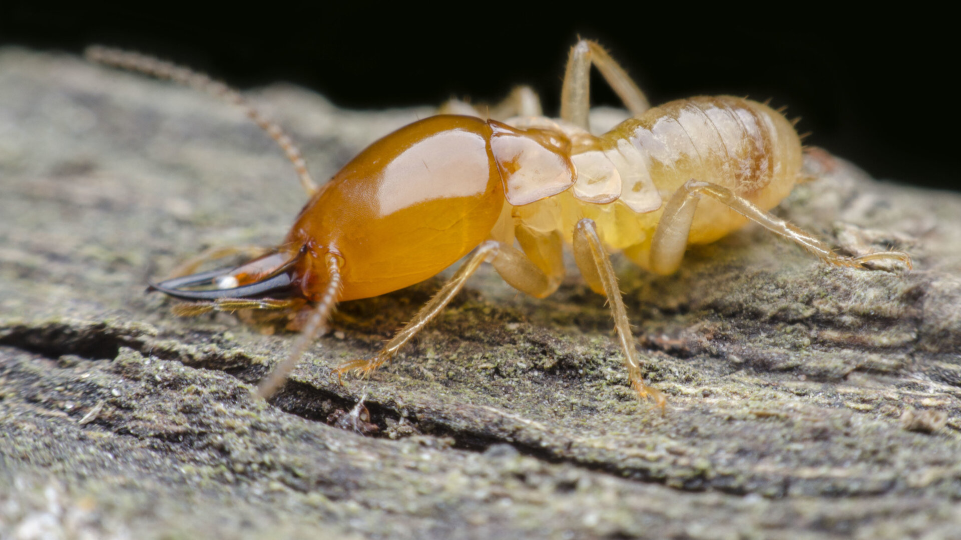 Types Of Termites In Texas