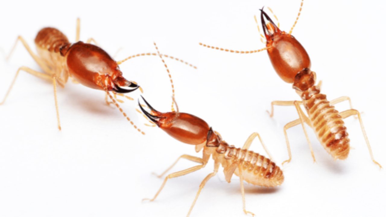 Types Of Termites In Washington