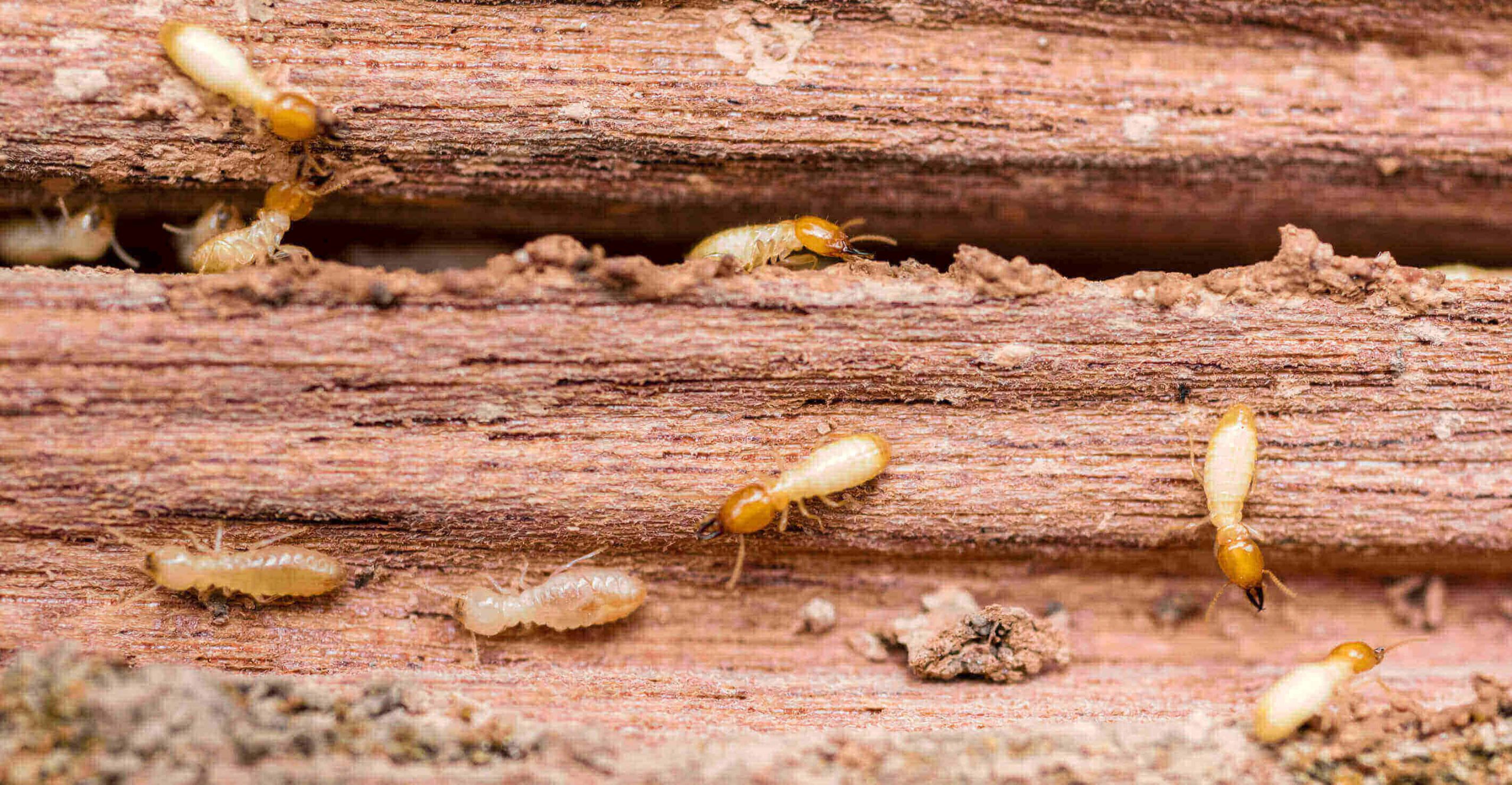 Types Of Wood Termites Prefer