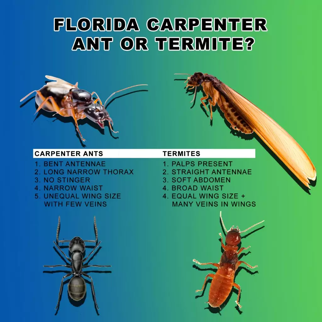 What Are Carpenter Ants?