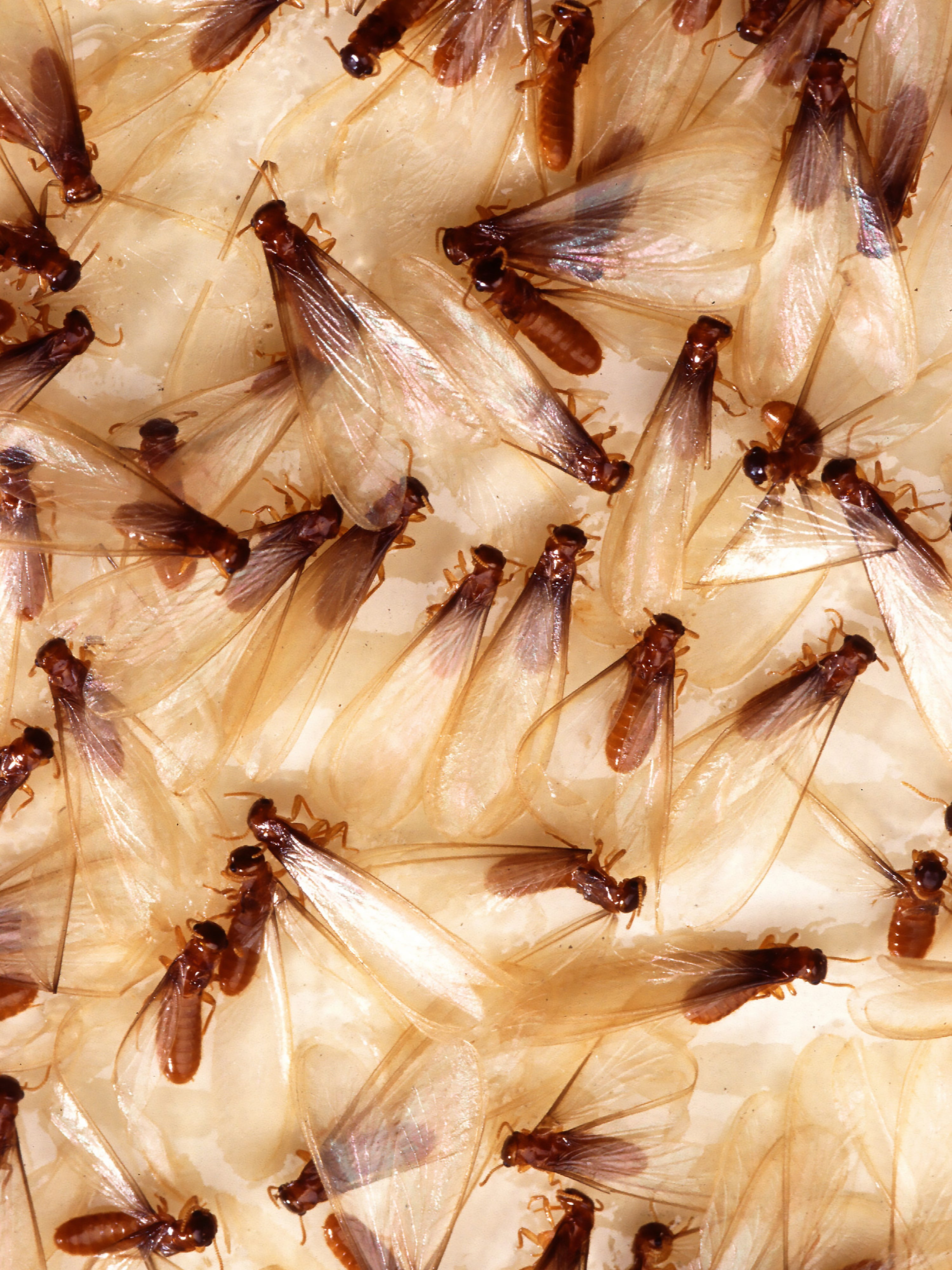 When Do Termites Swarm In Texas