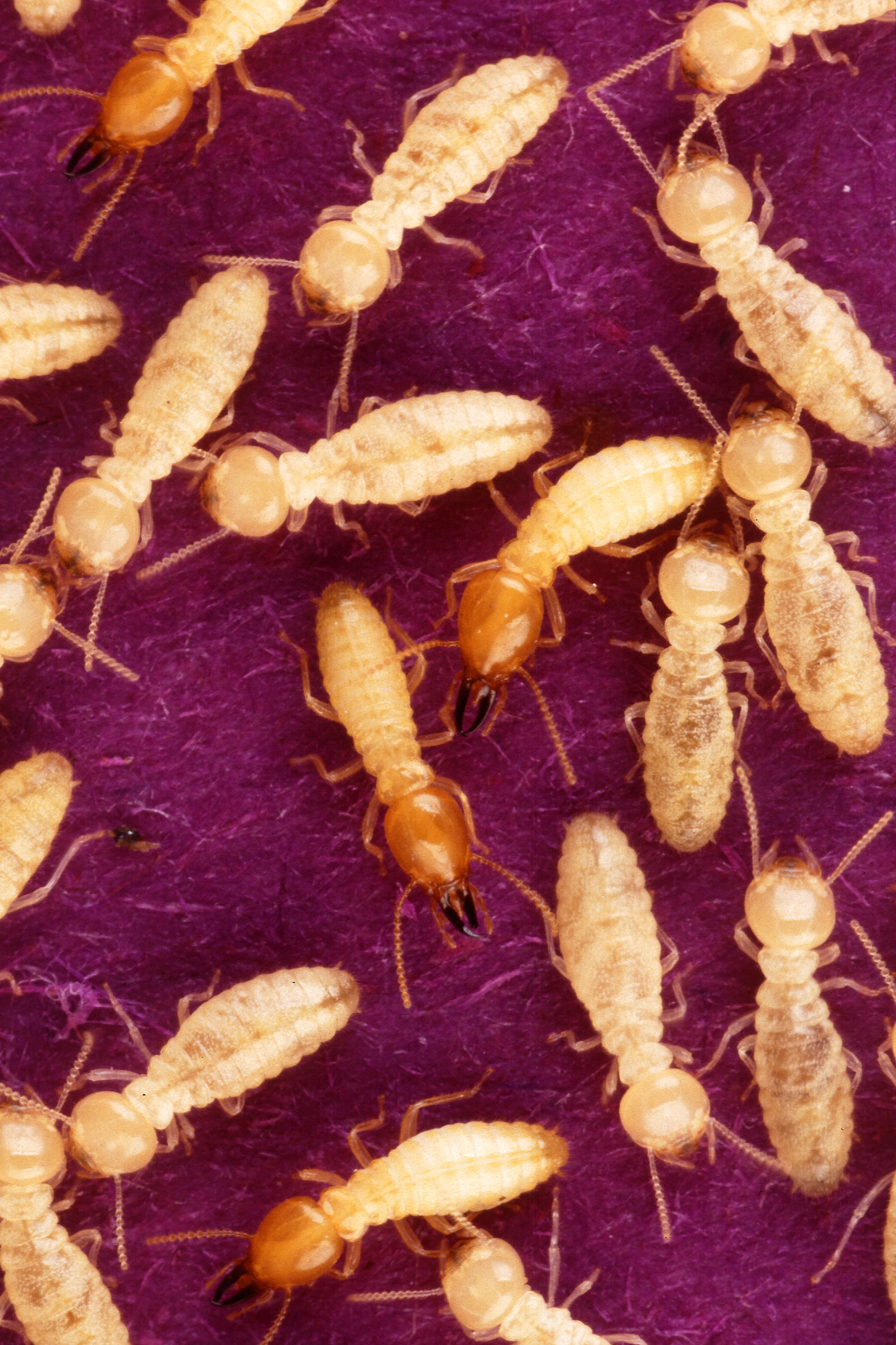 Why Termites Are Pests